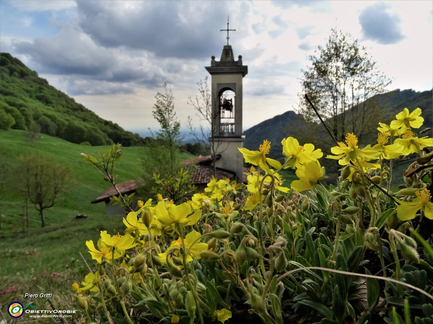 05 Helianthemum mummularium (Eliantemo maggiore) con vista sulla chiesetta di S.Barnaba.JPG